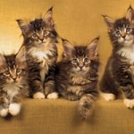 Composite panorama of 10 Maine Coon kittens on gold